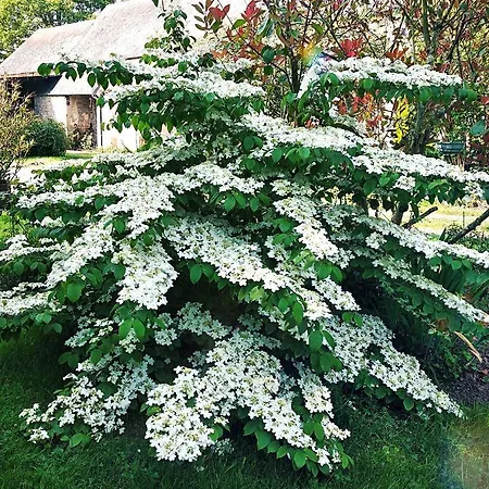 Les Prairies De - Meadows * Cottun