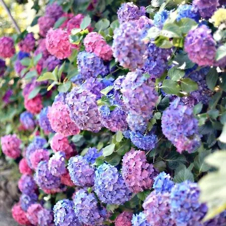 Les Prairies De - Meadows * Cottun