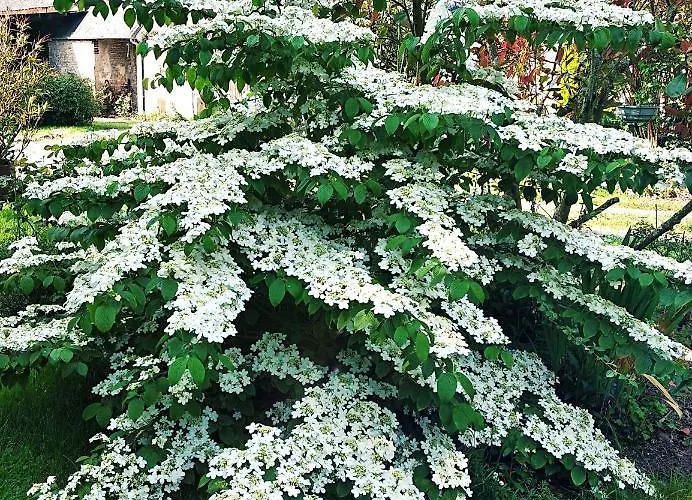 Les Prairies De - Meadows * Cottun