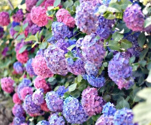 Les Prairies De - Meadows * Cottun